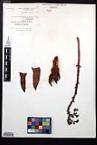 Dudleya cultrata image