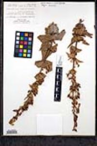 Penstemon spectabilis var. subinteger image