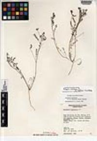 Astragalus nuttallianus var. austrinus image