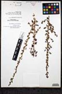 Sairocarpus pusillus image