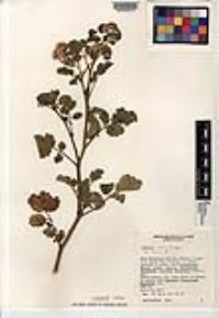 Phacelia scariosa image