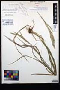 Bromus arizonicus image