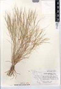 Aristida californica image