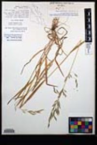Bromus berteroanus image