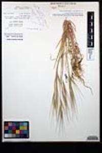Bromus diandrus image