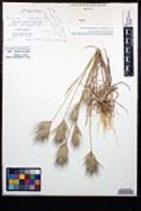 Bromus rubens image