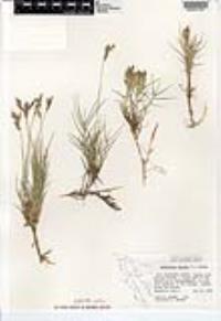 Distichlis spicata image