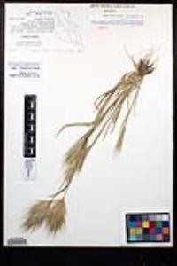 Bromus rubens image