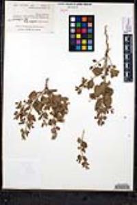 Clerodendrum coulteri image