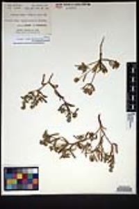 Cryptantha patula image