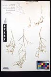 Fagonia laevis image