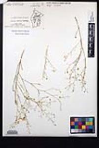 Fagonia laevis image