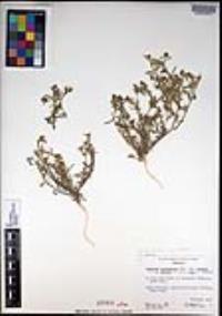 Lepidium lasiocarpum subsp. palmeri image