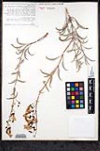 Penstemon spectabilis subsp. subinteger image
