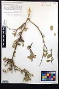 Viscainoa geniculata var. geniculata image