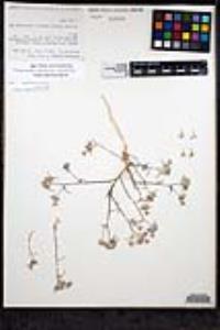 Eriastrum eremicum subsp. eremicum image