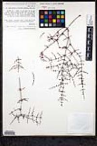 Eriogonum scalare image