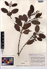 Laguncularia racemosa image