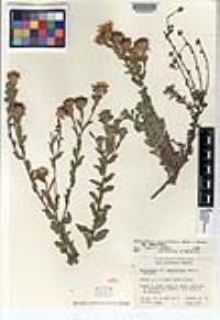 Heterotheca sessiliflora subsp. sessiliflora image