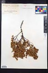 Larrea tridentata image