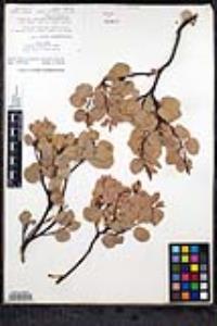 Arctostaphylos glauca image