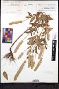 Salvia hispanica image