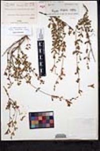 Salvia macellaria image