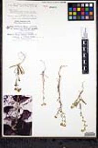 Cryptantha pterocarya f. pterocarya image