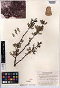 Bursera microphylla image