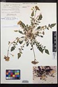 Chylismia claviformis var. peirsonii image