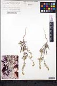 Cryptantha barbigera image