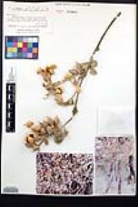 Viscainoa geniculata image