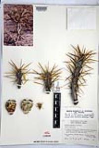 Cylindropuntia molesta image