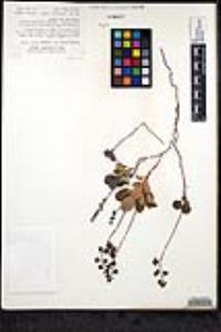 Pyrola picta image