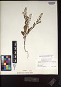 Lepidium lasiocarpum var. latifolium image