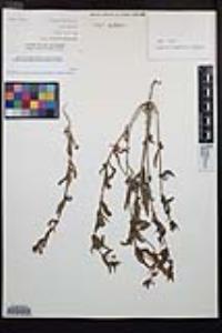 Camissoniopsis robusta image