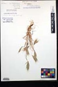 Bromus rubens image