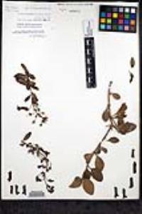 Gambelia speciosa image