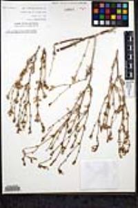 Gilia nevinii image