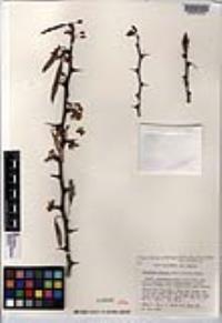 Parkinsonia praecox image