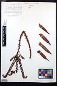 Dudleya cultrata image