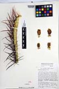 Ferocactus gracilis image