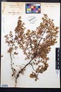Larrea tridentata image
