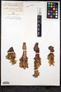Aphyllon cooperi image