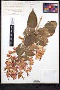 Salvia sessei image