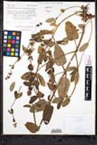 Stachys rigida image
