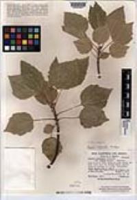 Populus monticola image
