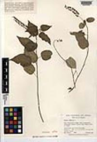 Rivina humilis image