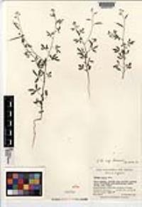 Cleome tenuis image