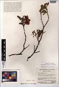 Senna polyantha image